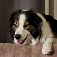 Banfield Pet Hospital ico