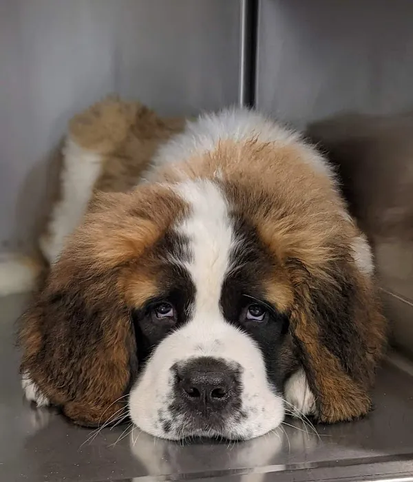 Purdy Veterinary Hospital Picture 7