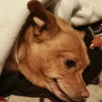 Minter Veterinary Hospital ico
