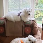 Brookside Veterinary Hospital