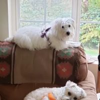 Brookside Veterinary Hospital ico