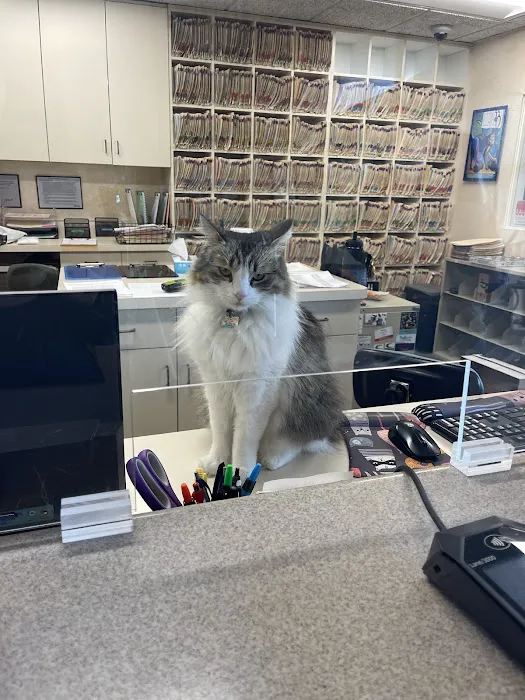 Cat Clinic Picture 1