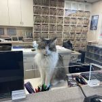 Cat Clinic