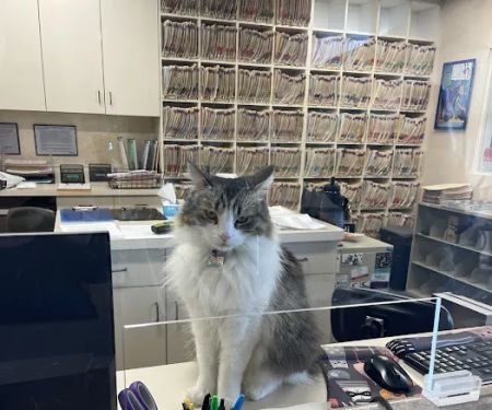 Cat Clinic