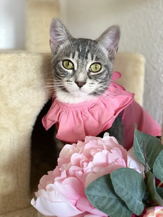 Cat Clinic Picture 2