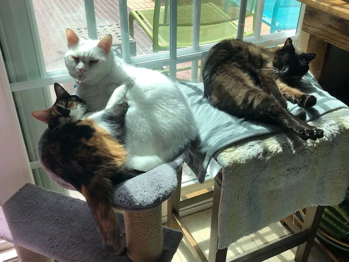 Cat Clinic Picture 3