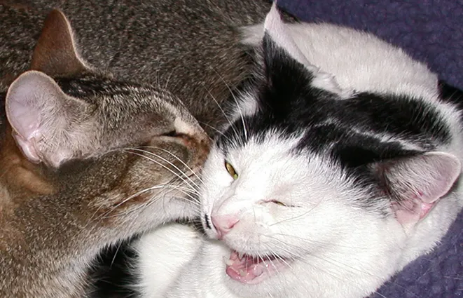 Cat Clinic Picture 4