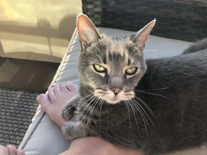 Cat Clinic Picture 5