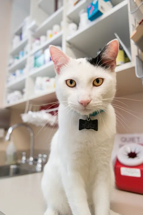 Cat Clinic Picture 8