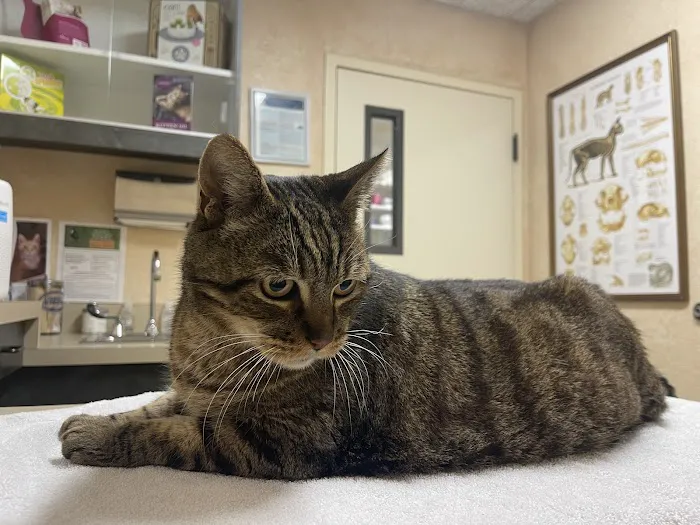 Cat Clinic Picture 10