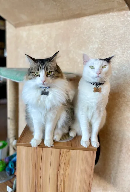 Cat Clinic Picture 9