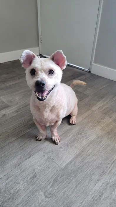 Costa Mesa Animal Hospital Picture 2