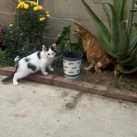 Costa Mesa Animal Hospital ico