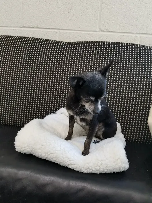 Costa Mesa Animal Hospital Picture 9