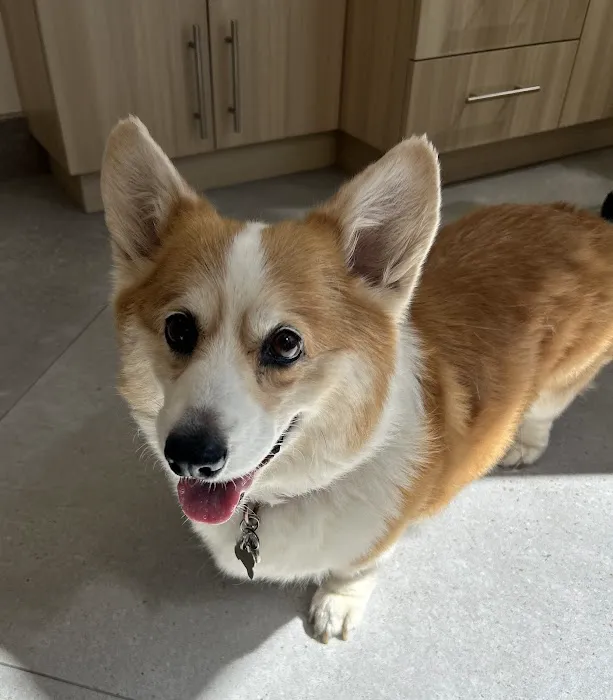 UrbanVet Picture 2