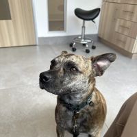 UrbanVet ico