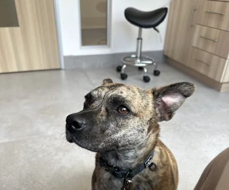 UrbanVet