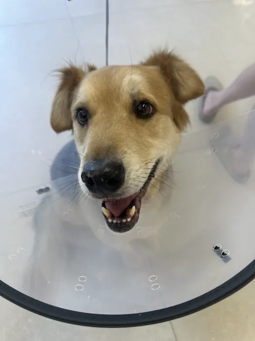 UrbanVet Picture 10