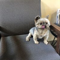 Orange Hill Veterinary Hospital ico