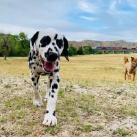 Orange Canyon Pet Clinic ico
