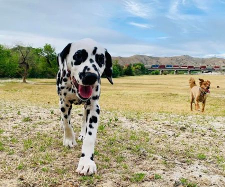 Orange Canyon Pet Clinic