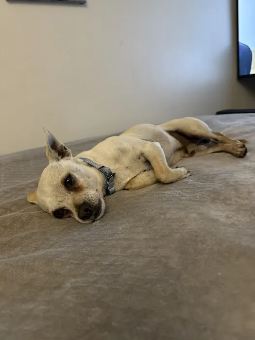 Orange Canyon Pet Clinic Picture 4