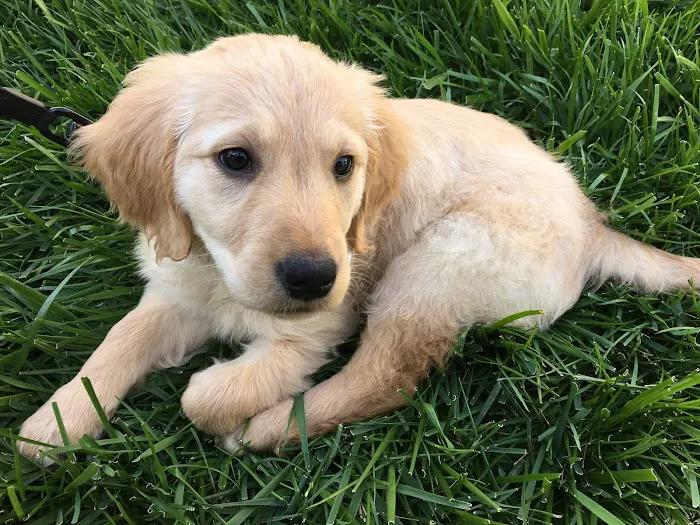 Orange Canyon Pet Clinic Picture 7