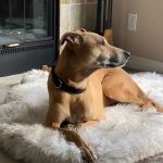 Animal Clinic of Tustin Ranch Irvine