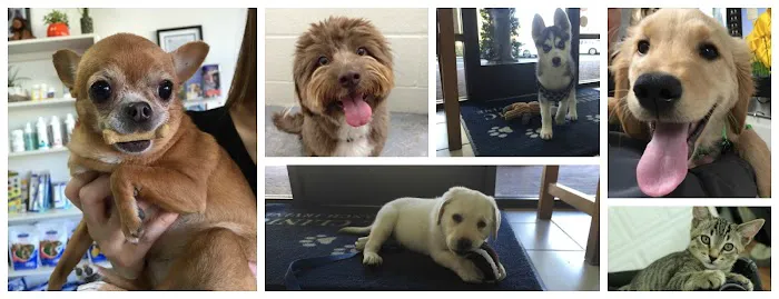 Animal Clinic of Tustin Ranch Irvine Picture 2