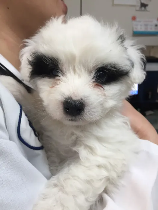 Animal Clinic of Tustin Ranch Irvine Picture 5