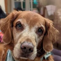 The Spaw Veterinary Clinic ico