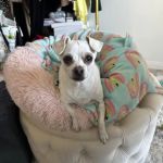Veterinary Cancer Group OC, A Thrive Pet Healthcare Partner