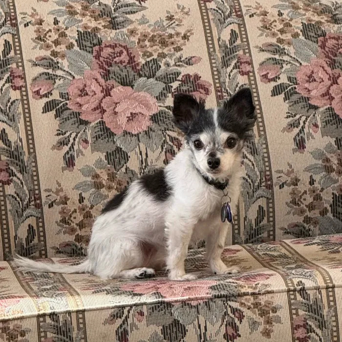 Veterinary Cancer Group OC, A Thrive Pet Healthcare Partner Picture 6