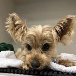 Veterinary Surgical Specialists
