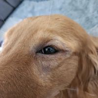 Animal Dermatology Clinic ico