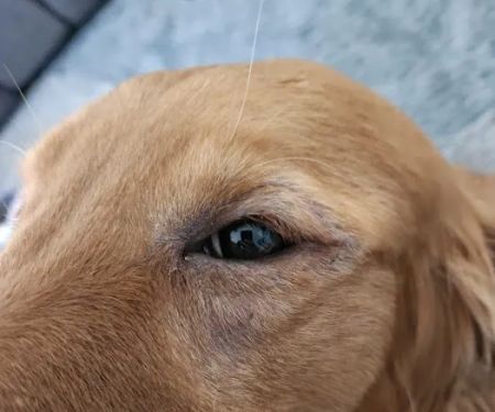 Animal Dermatology Clinic