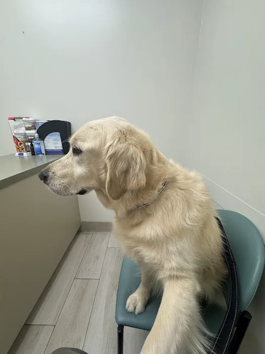 Animal Dermatology Clinic Picture 8