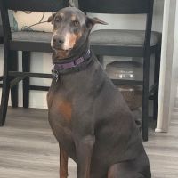 Echo Vet Cardio ico