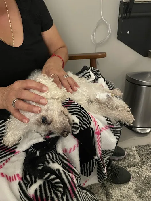 Echo Vet Cardio Picture 7
