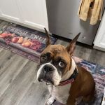 VCA Orange County Veterinary Specialists