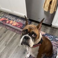 VCA Orange County Veterinary Specialists ico