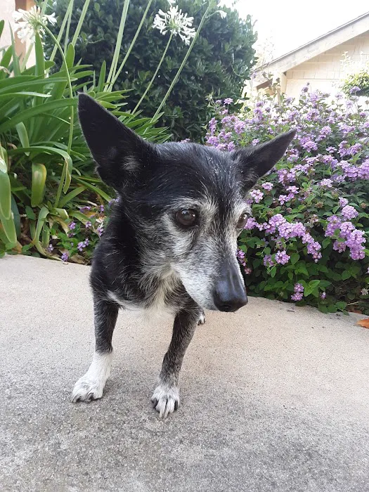 Eye Care for Animals - Tustin Picture 2