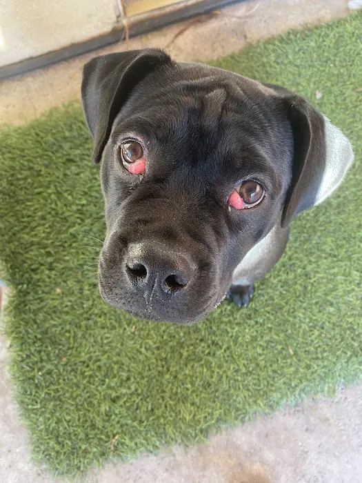 Eye Care for Animals - Tustin Picture 1