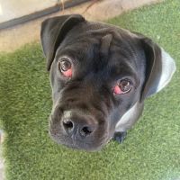 Eye Care for Animals - Tustin ico