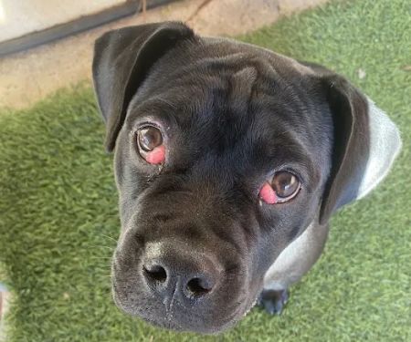 Eye Care for Animals - Tustin