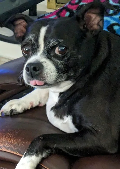 Eye Care for Animals - Tustin Picture 6