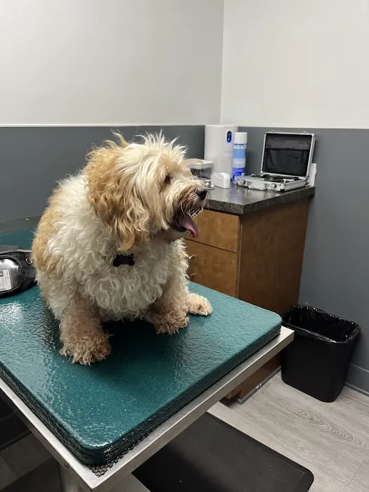 Eye Care for Animals - Tustin Picture 5