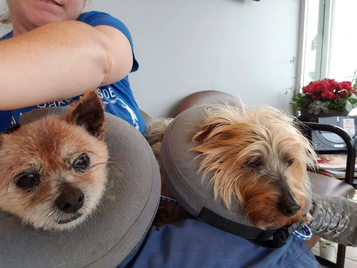 Eye Care for Animals - Tustin Picture 9