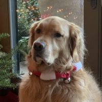 Animal Dental Services ico