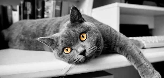 Advanced Veterinary Medical Imaging Picture 4